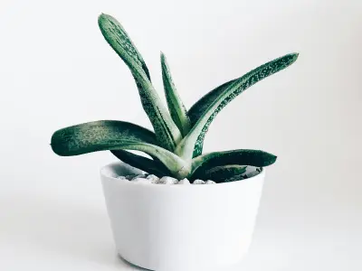 开云4